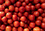 Tomate fica mais caro nos atacados com redução da oferta