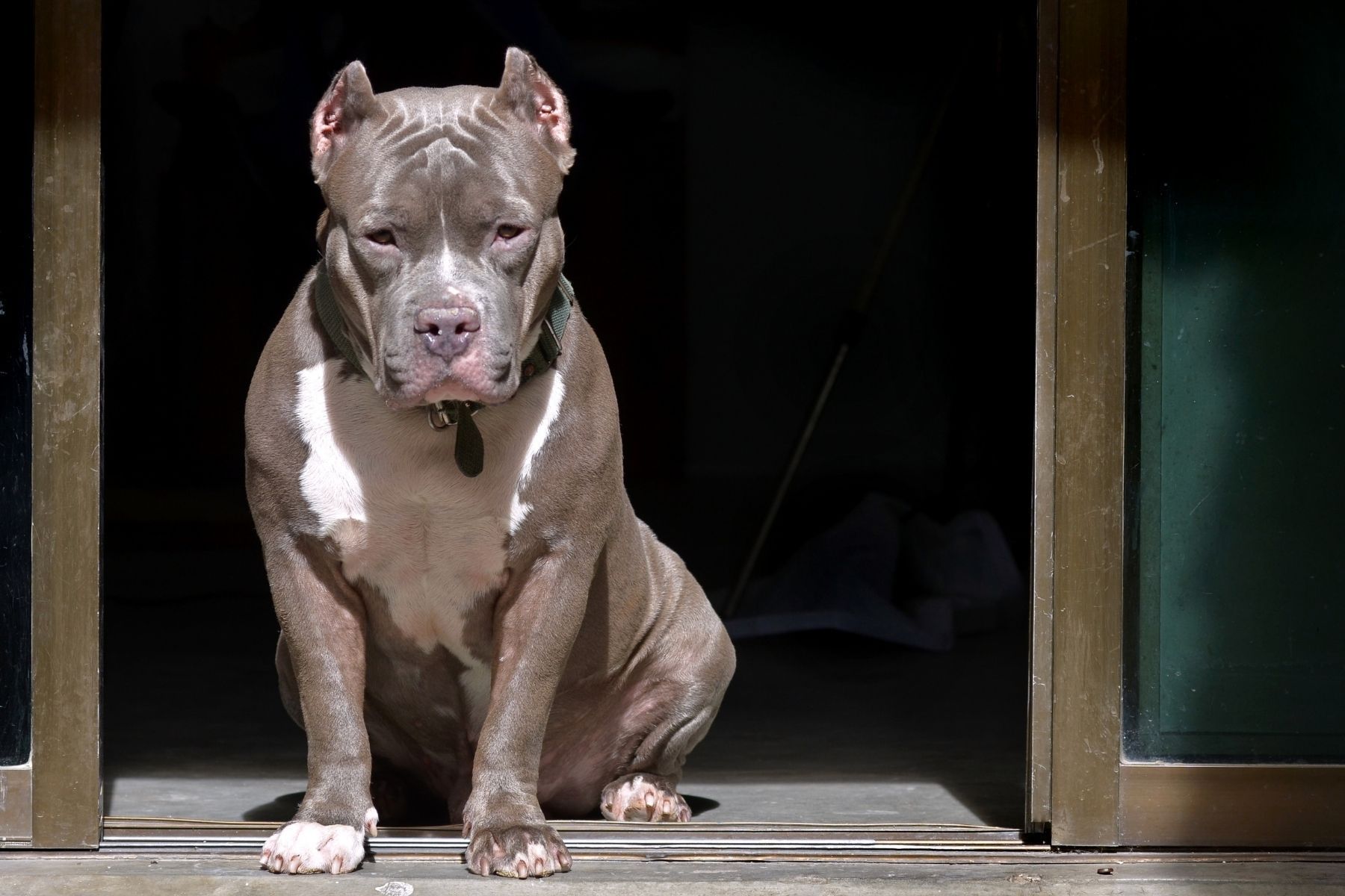 Tutor de pitbull é condenado após cachorro atacar criança de 12 anos no RS
