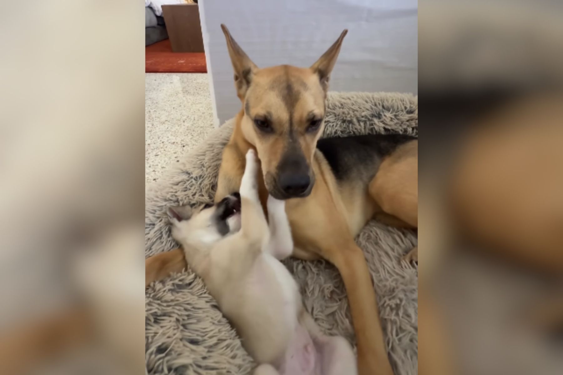 Filhote faz primeira aproximação e cão resgatado aceita com gesto de carinho