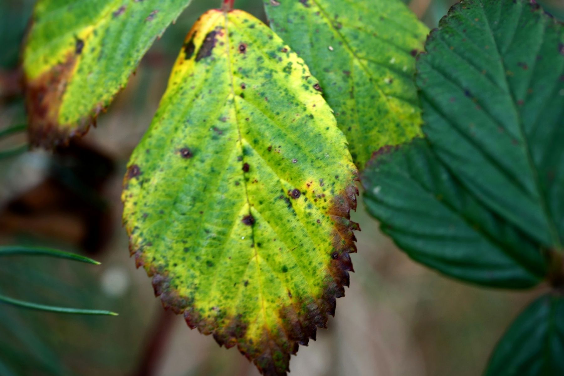 O que significa quando as pontas das folhas das plantas estão marrons e secas, e como resolver