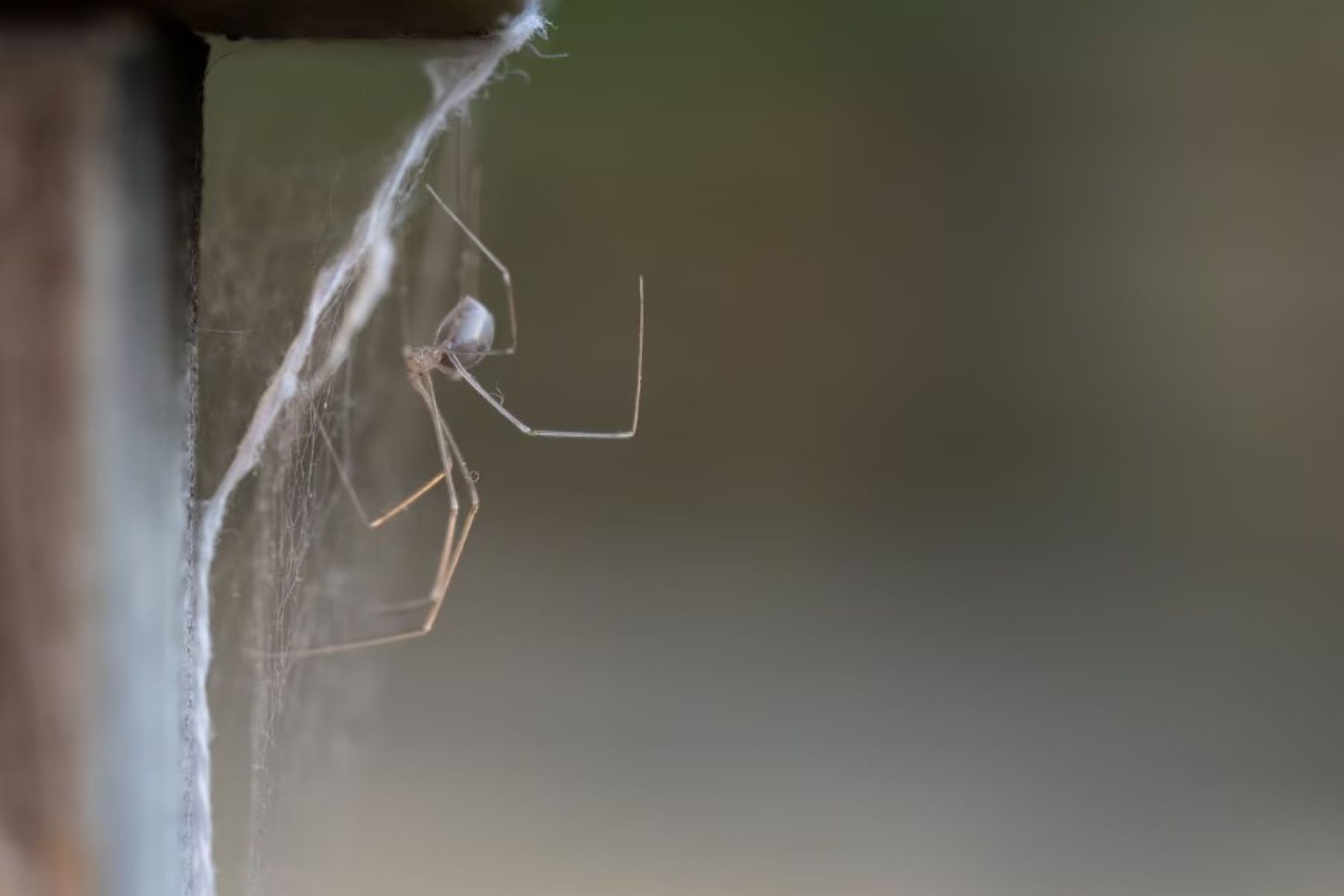 Encontrar aranhas em casa não indica falta de limpeza: elas buscam abrigo e alimento