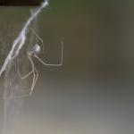 Encontrar aranhas em casa não indica falta de limpeza: elas buscam abrigo e alimento