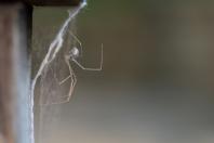 Encontrar aranhas em casa não indica falta de limpeza: elas buscam abrigo e alimento