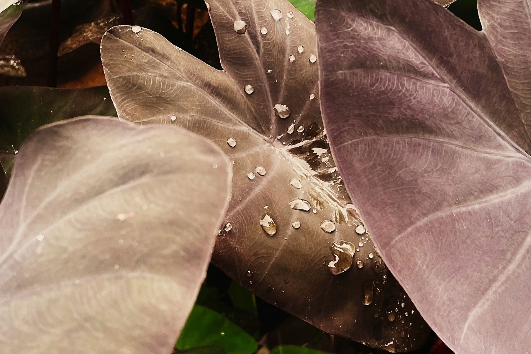 Cultivo de inhame-roxo em sacos de tecido: como plantar as túberas em recipientes flexíveis