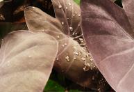Cultivo de inhame-roxo em sacos de tecido: como plantar as túberas em recipientes flexíveis