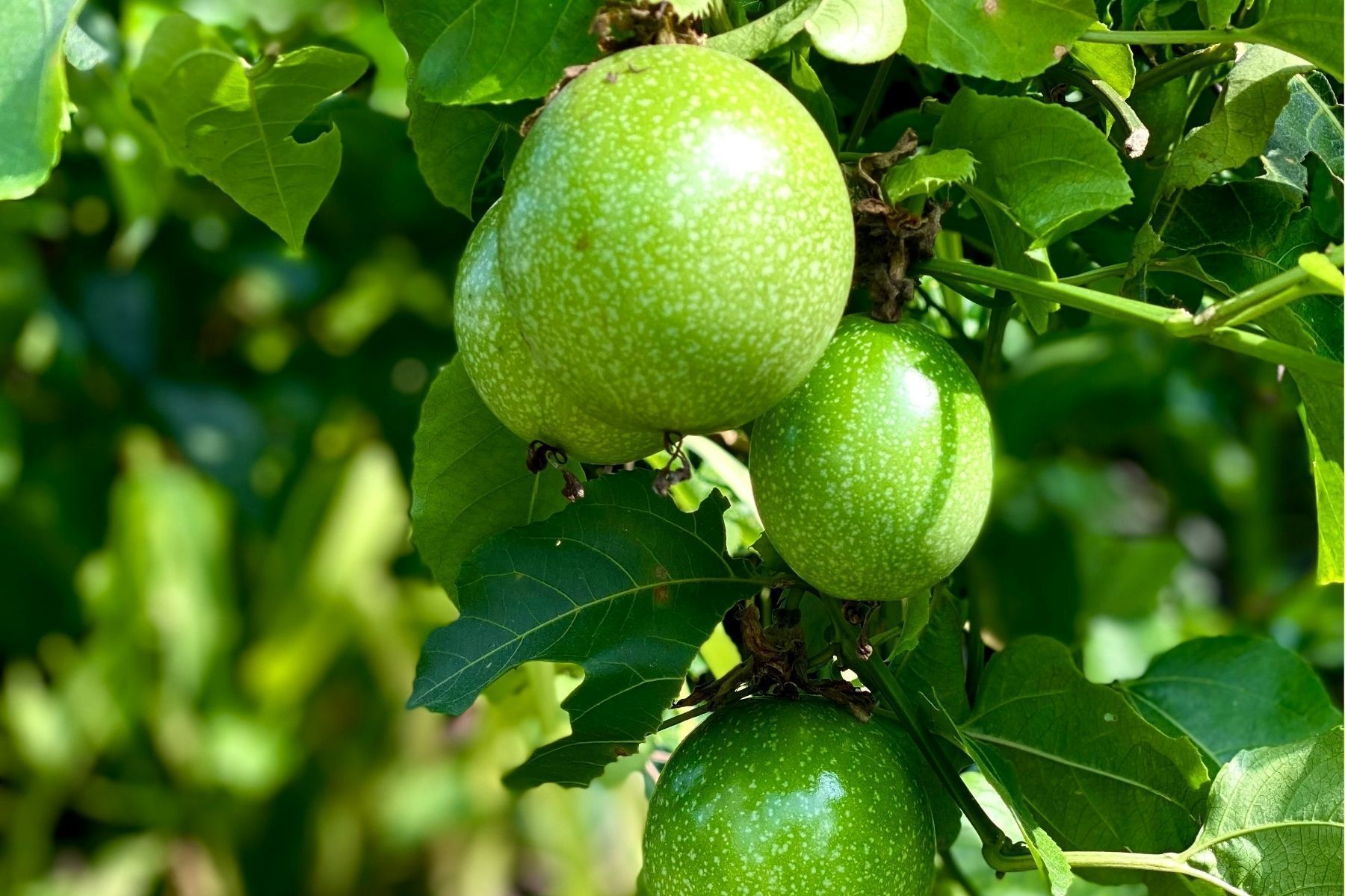 O jeito fácil de plantar maracujá na grade da janela para criar uma cortina verde natural