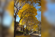 ‘Tapete dourado’: rua coberta por flores de ipês volta a encantar a web; vídeo