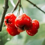 Adeus, pitanga: essa fruta de casca alaranjada e polpa alva consistente parece um bombom natural com sabor agridoce
