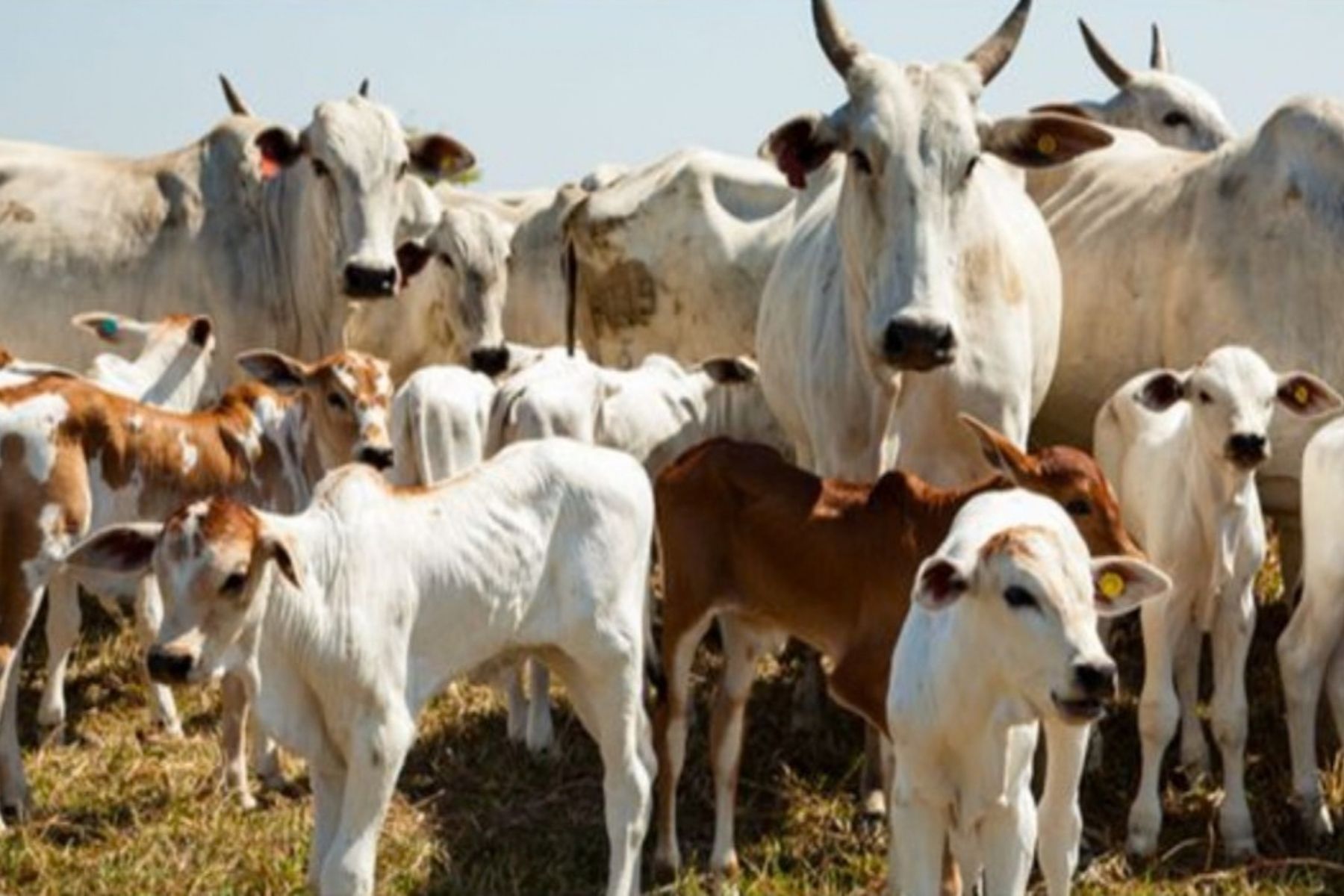 Valdir Barbosa: depois do arroz e feijão, vem a carne bovina desgovernada no mercado de alimentos