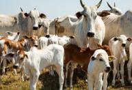 Valdir Barbosa: depois do arroz e feijão, vem a carne bovina desgovernada no mercado de alimentos