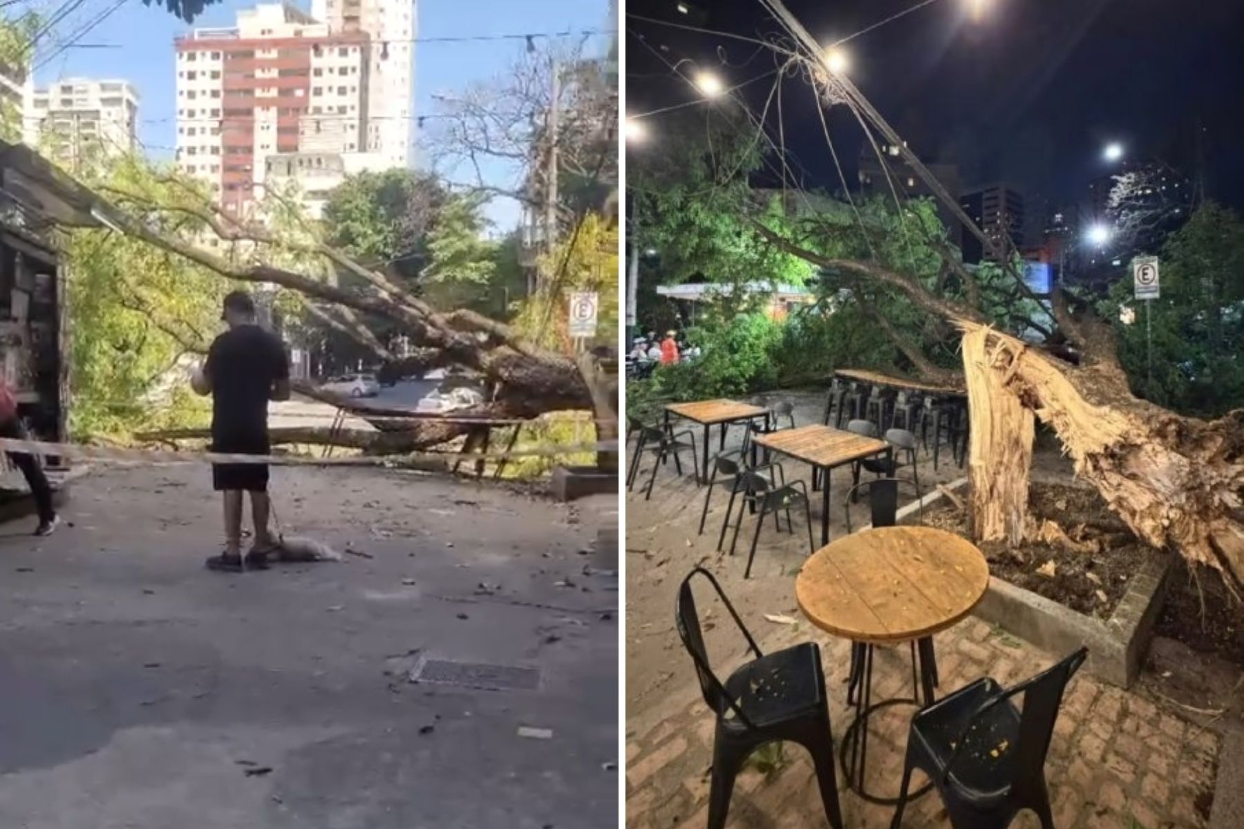 Vídeo: queda de árvore de grande porte interdita rua na Região Centro-Sul de BH