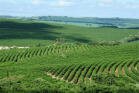 PIB de Minas Gerais cresce 4% no segundo trimestre impulsionado pelo agro