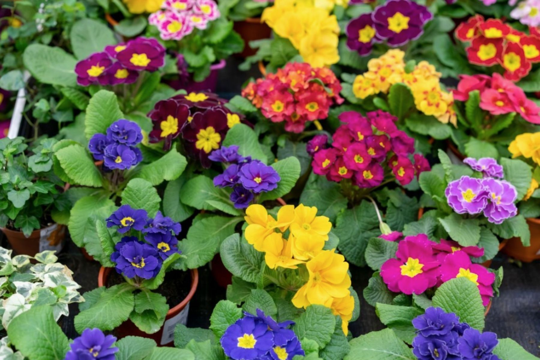 Cresce rápido e tem flores vibrantes: conheça a planta que pode transformar o jardim