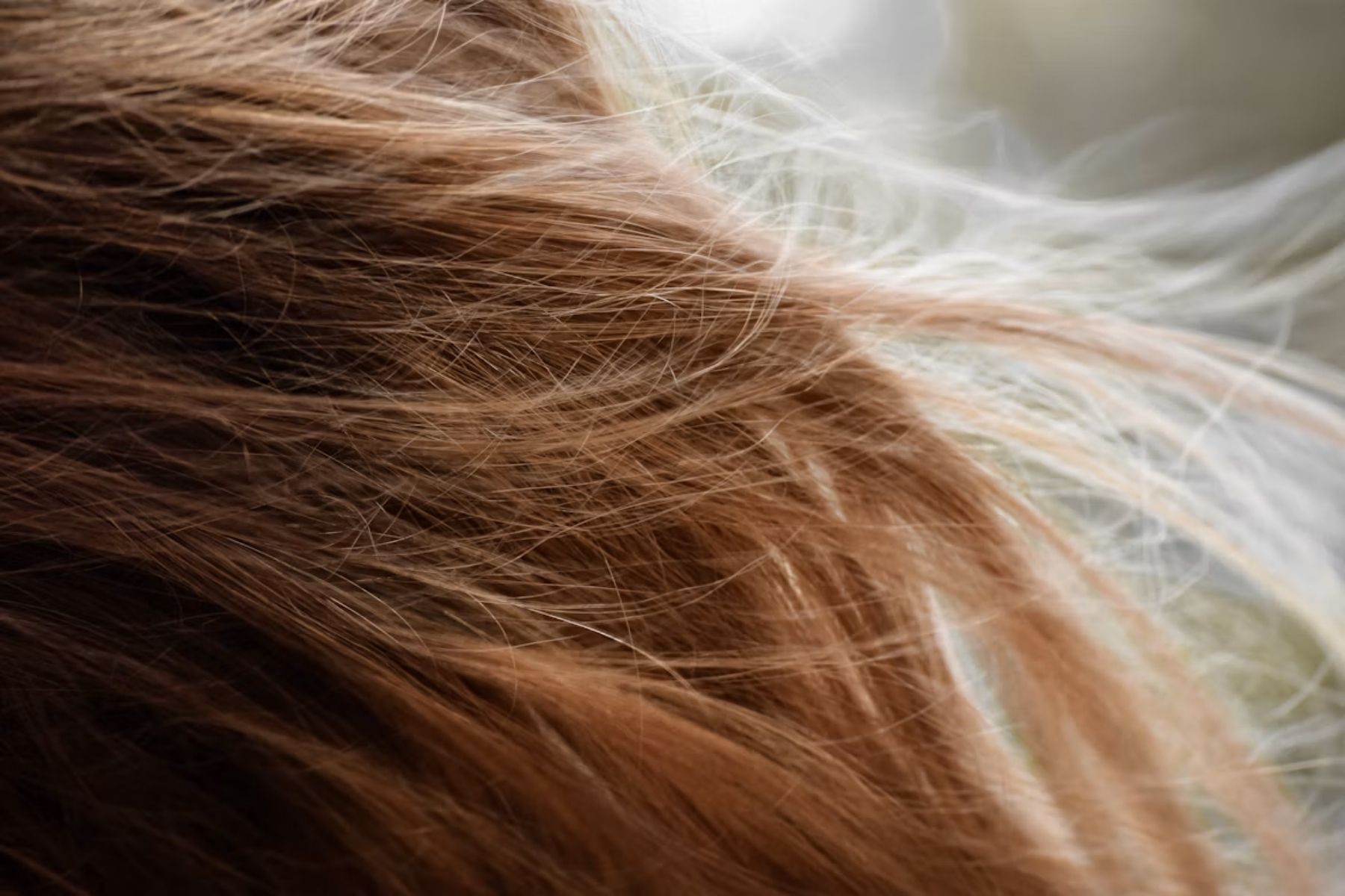 Cabeleireiros e especialistas concordam: "Para recuperar a maciez do cabelo, use óleo de argan'