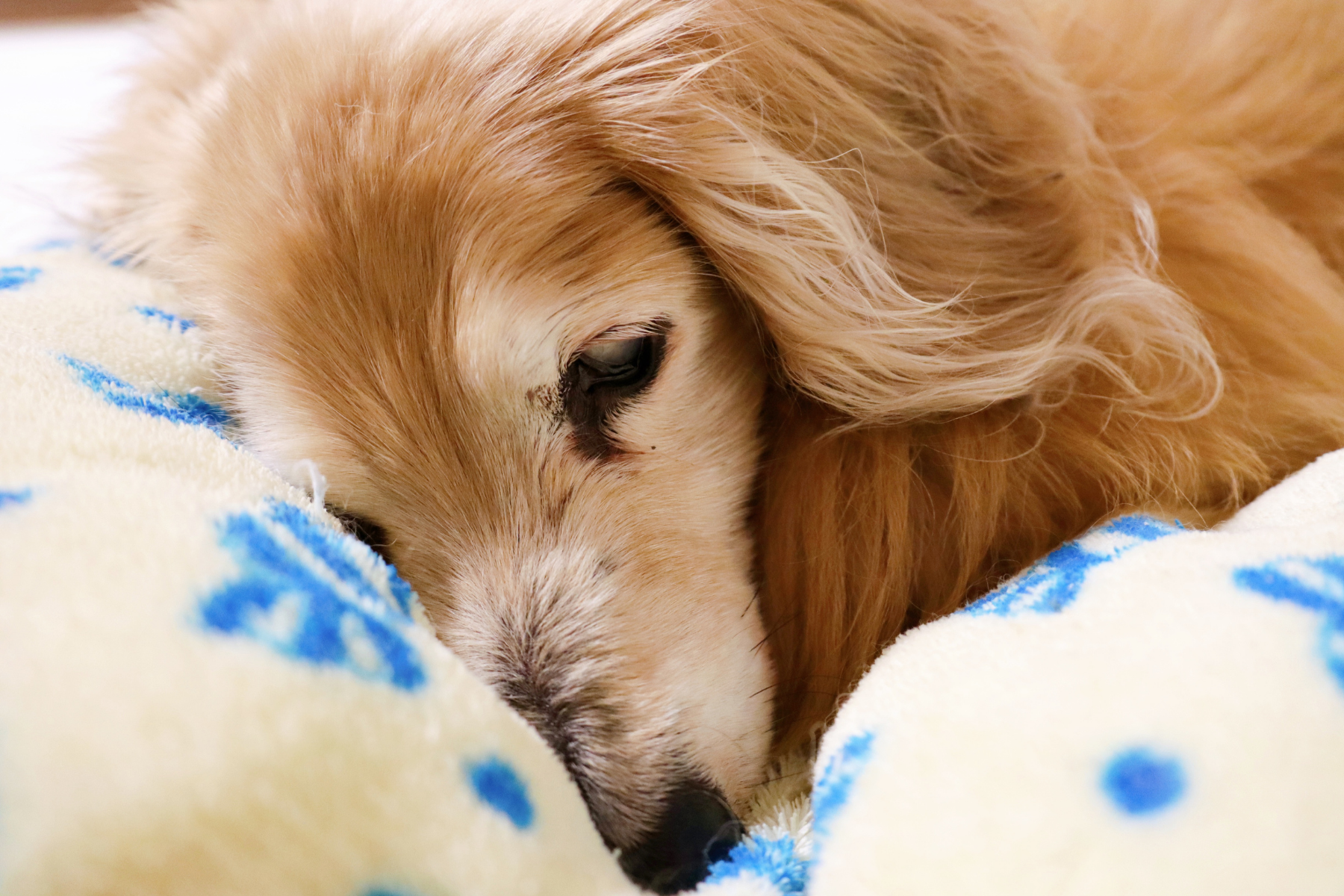 Segundo especialistas, cães idosos oferecem vantagens que filhotes não têm