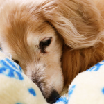 Segundo especialistas, cães idosos oferecem vantagens que filhotes não têm