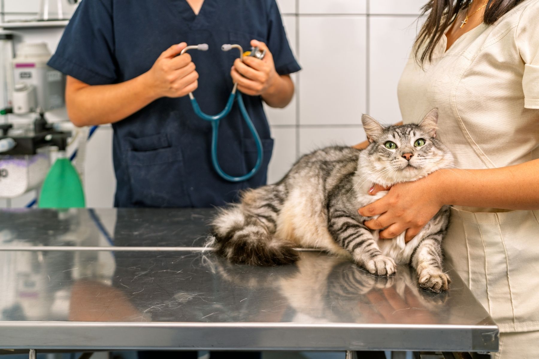 MP denuncia veterinários por esquema de coleta e venda de sangue de gatos em SP