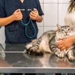 MP denuncia veterinários por esquema de coleta e venda de sangue de gatos em SP