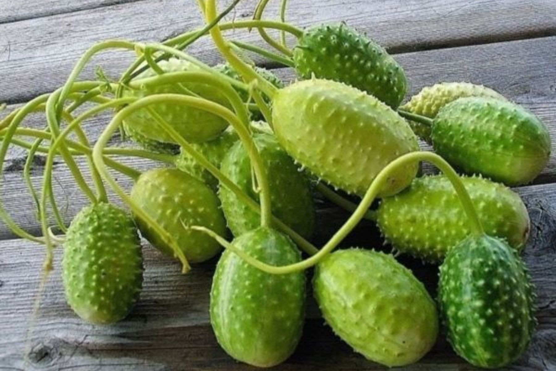 O vegetal mais esquecido é um dos mais poderosos: conheça os benefícios do maxixe e como cozinhar