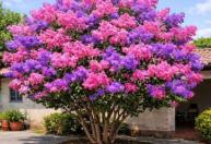 Conheça a murta-chinesa, árvore que floresce 120 dias por ano, exige poucos cuidados