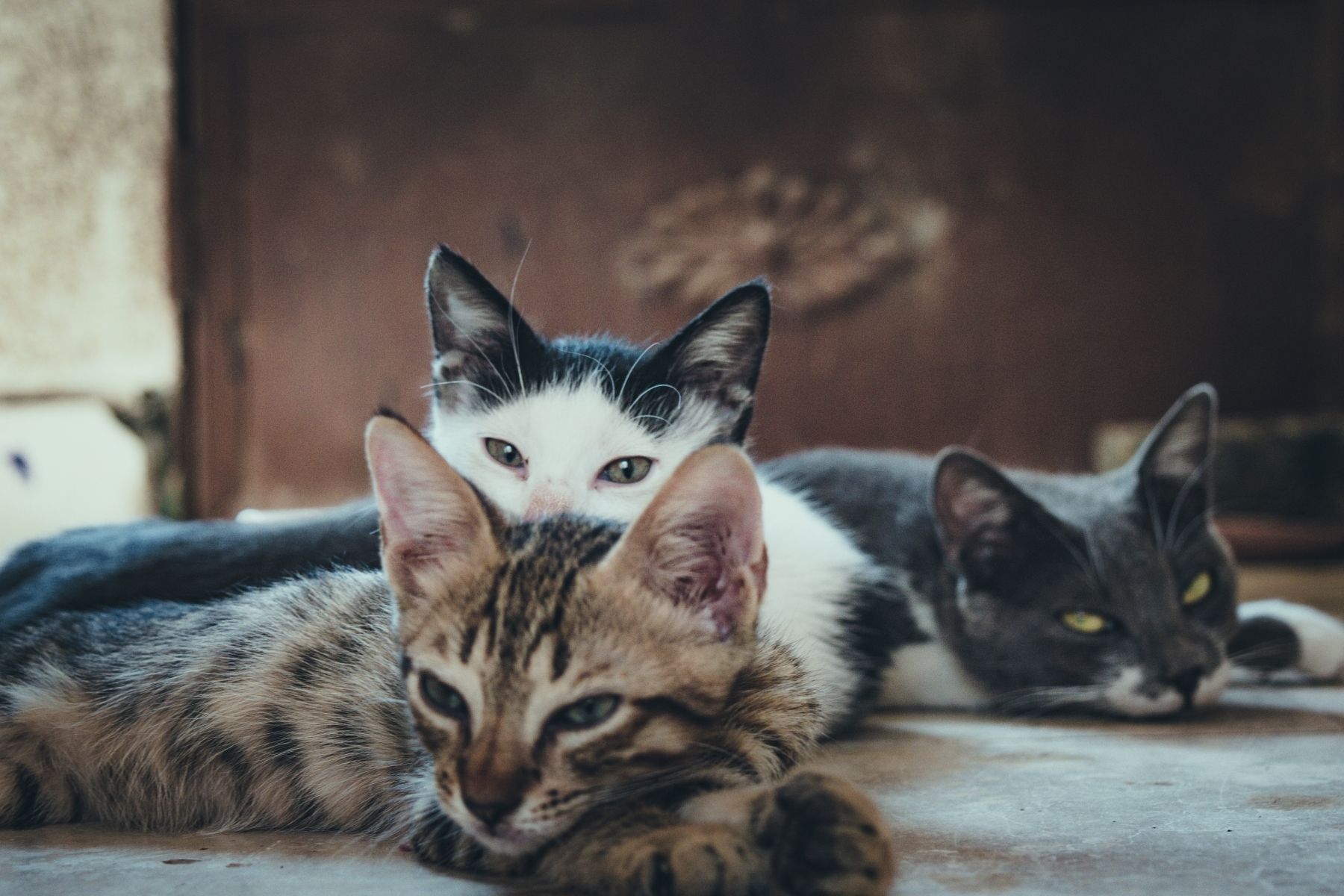 Adolescente suspeito de torturar mais de 200 gatos em lives é apreendido em São Luís-MA