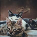 Adolescente suspeito de torturar mais de 200 gatos em lives é apreendido em São Luís-MA