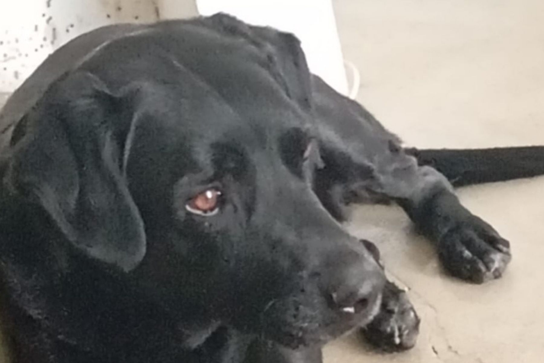 Família procura por cachorro que desapareceu no bairro Rio Branco, em BH