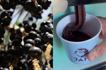 Dia do Açaí celebra avanço do fruto na pauta de exportações e no agronegócio
