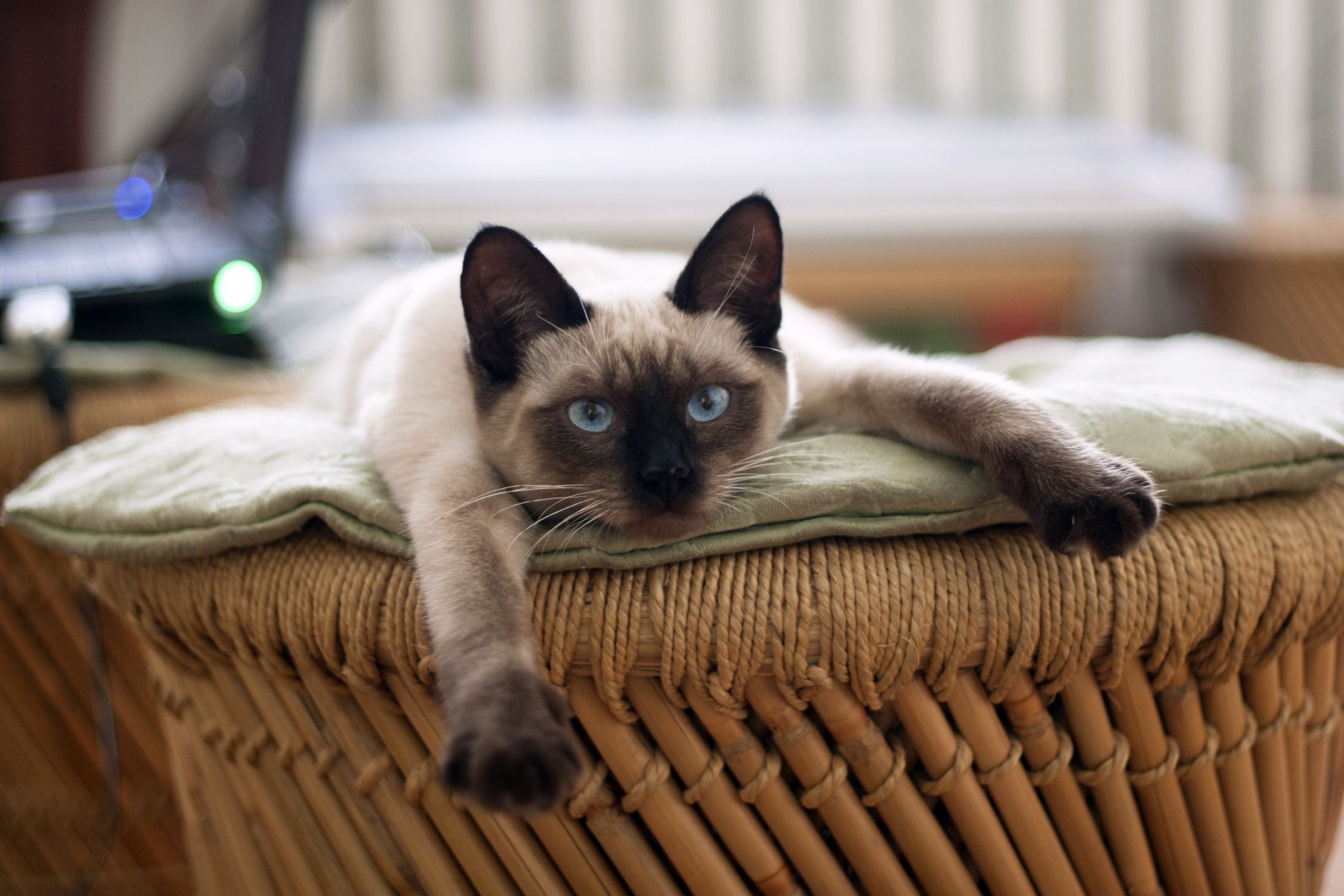 A psicologia explica por que forçar gatos a socializar com visitas piora o isolamento