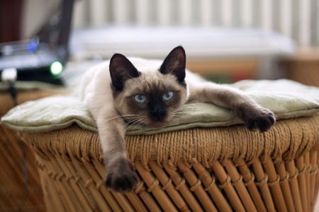 A psicologia explica por que forçar gatos a socializar com visitas piora o isolamento
