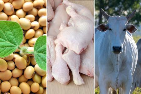 Exportações do agro sobem 6,7% em agosto e têm superávit de US$ 13,5 bi, aponta Faesp