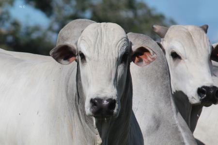 Nelores da Fazenda Recanto • Arquivo