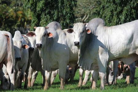 Nelores da Fazenda Recanto • Arquivo