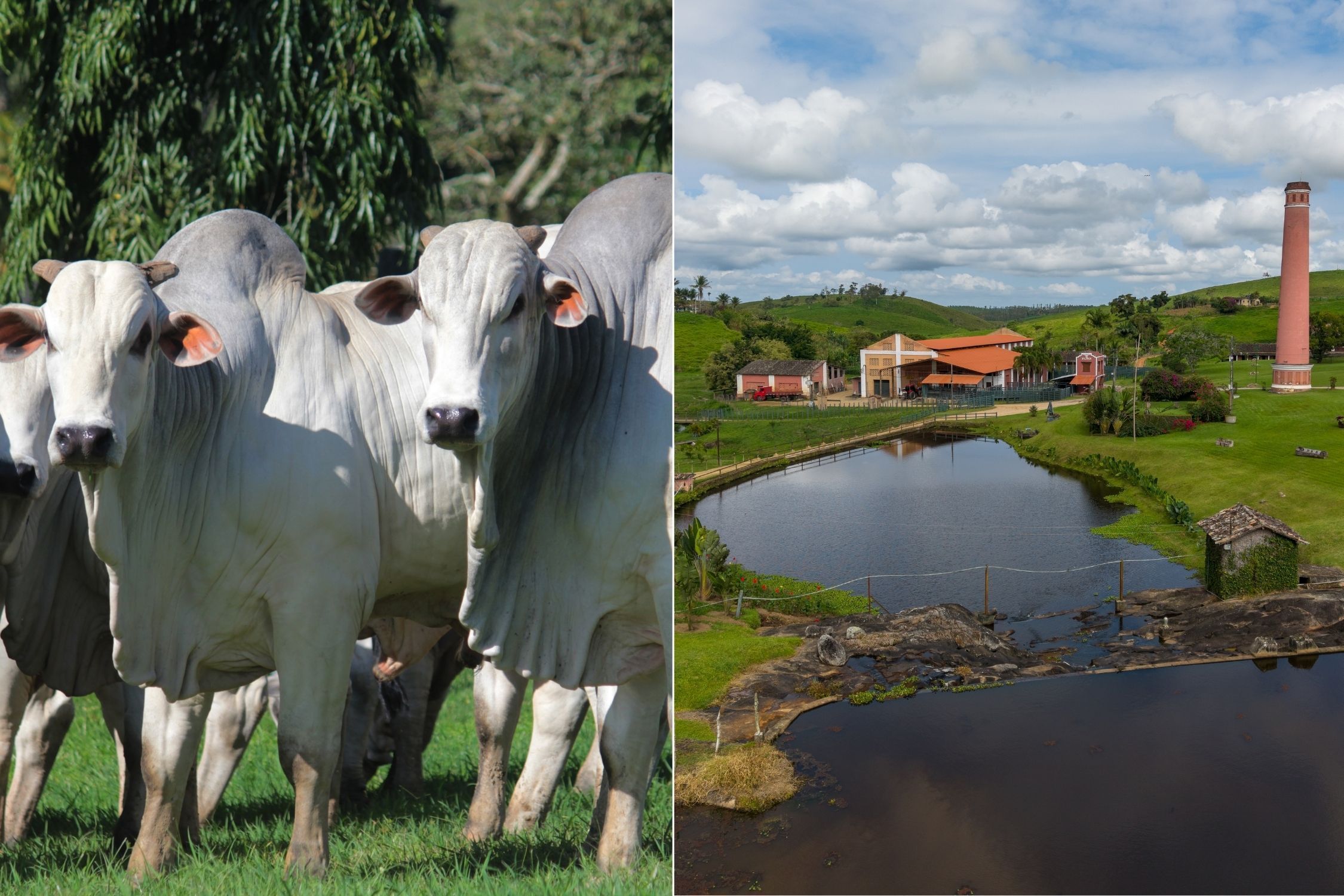 Referência em Nelore, Fazenda Recanto celebra 200 anos na Agrofeira IBC em Alagoas