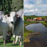 Referência em Nelore, Fazenda Recanto celebra 200 anos na Agrofeira IBC em Alagoas