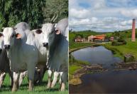 Referência em Nelore, Fazenda Recanto celebra 200 anos na Agrofeira IBC em Alagoas