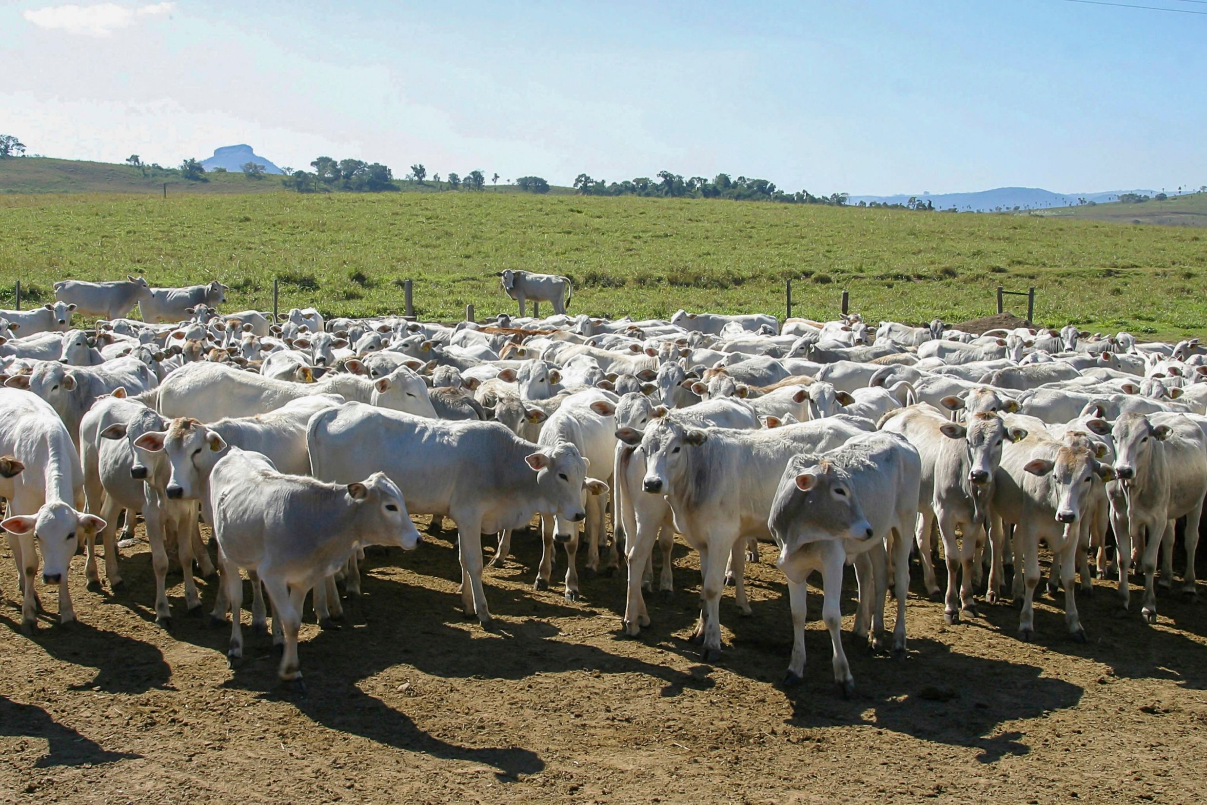 Alta do bezerro supera a do boi gordo e encarece reposição em SP, aponta Cepea