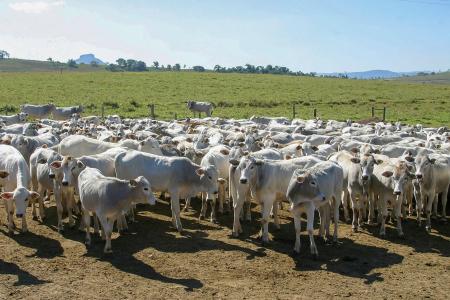 Alta do bezerro supera a do boi gordo e encarece reposição em SP, aponta Cepea