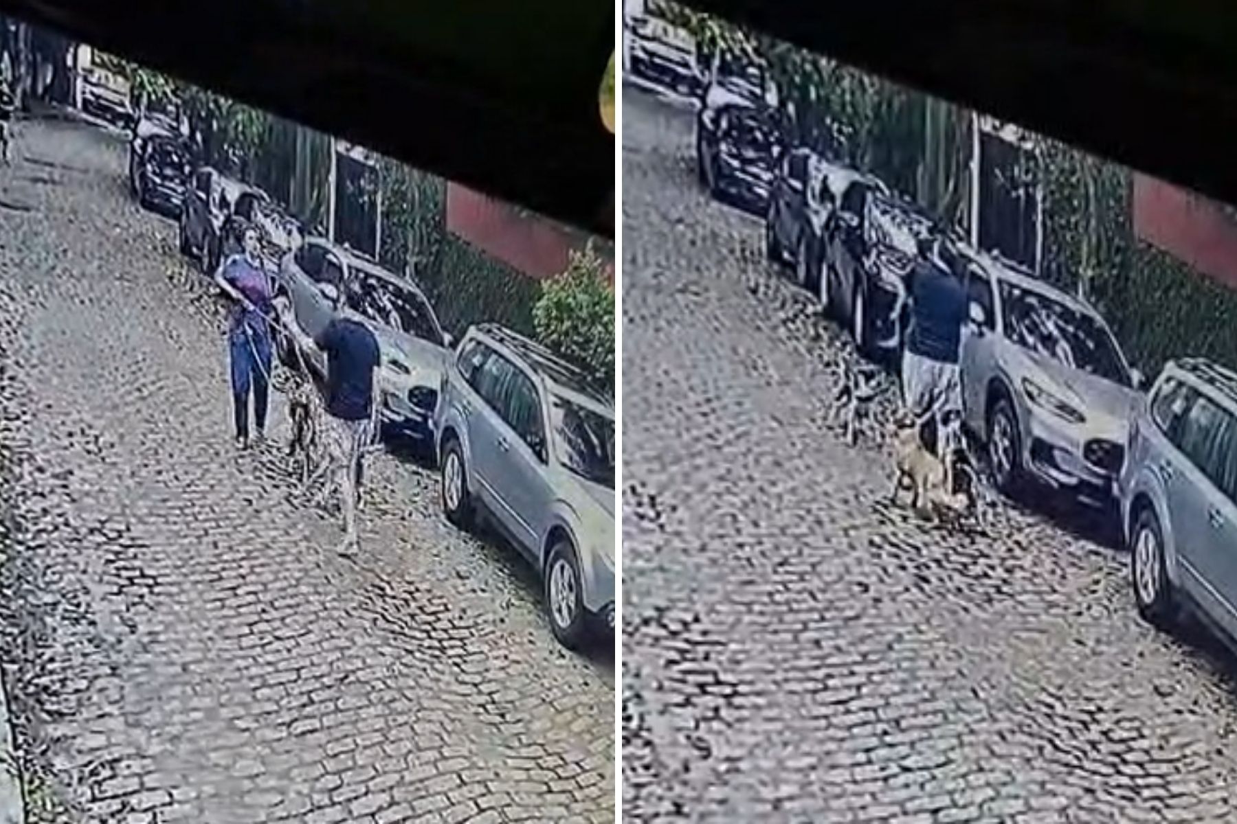 Vídeo: homem é preso após agredir médica e cães no Rio de Janeiro