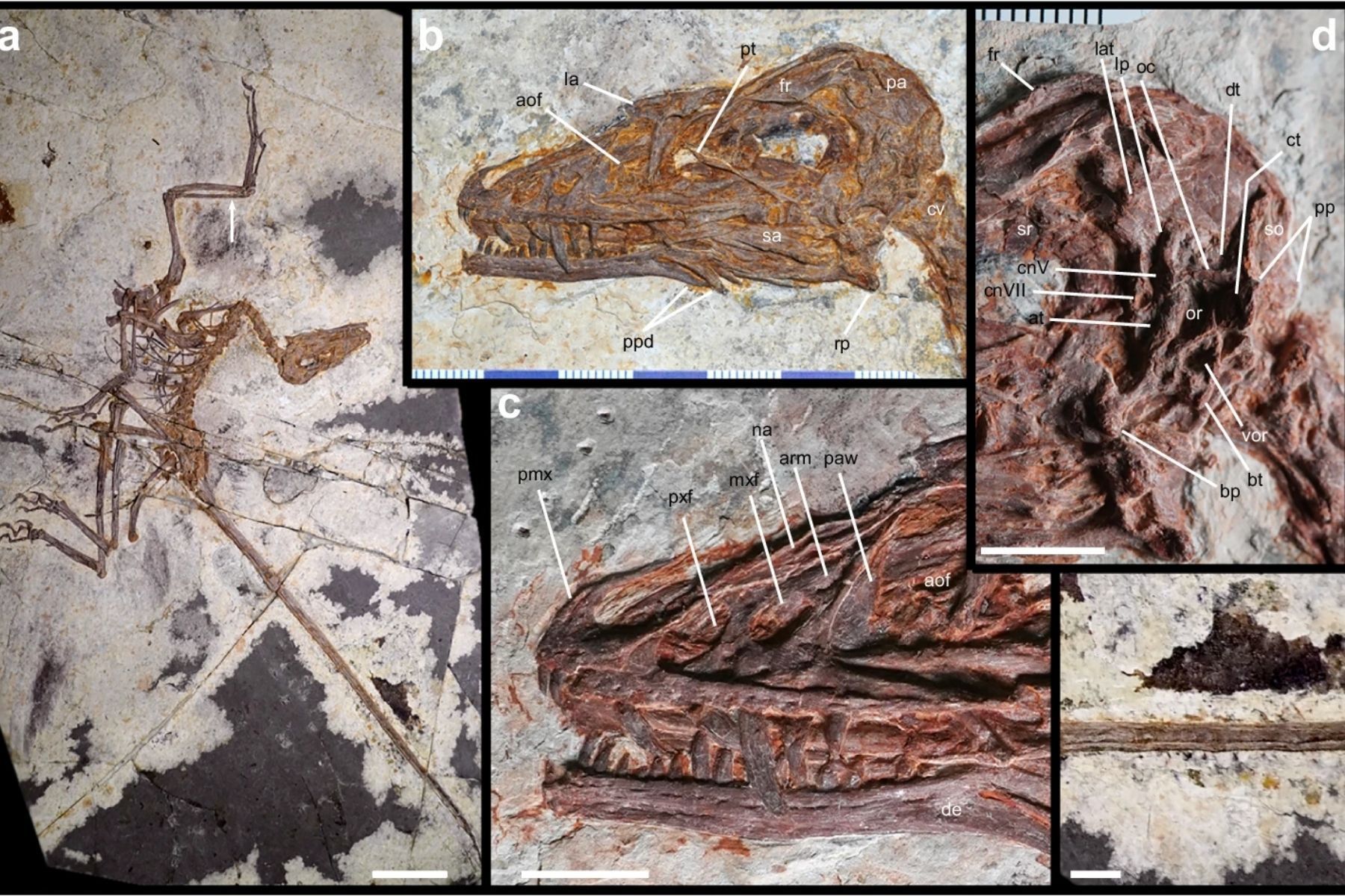 Pesquisadores encontram dinossauro com penas na China