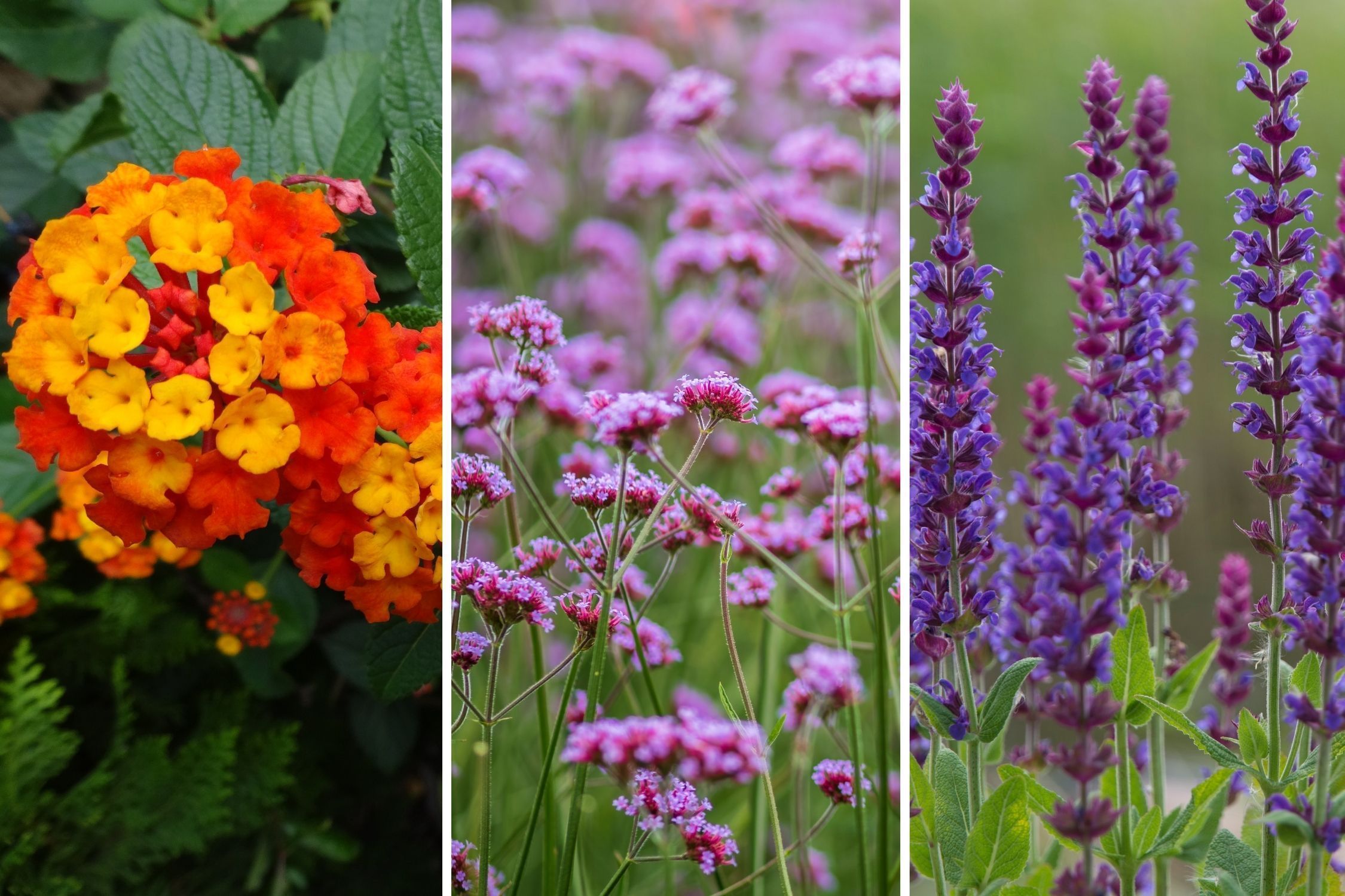 Que flores plantar em outubro para transformar varanda e jardim em refúgio de borboletas
