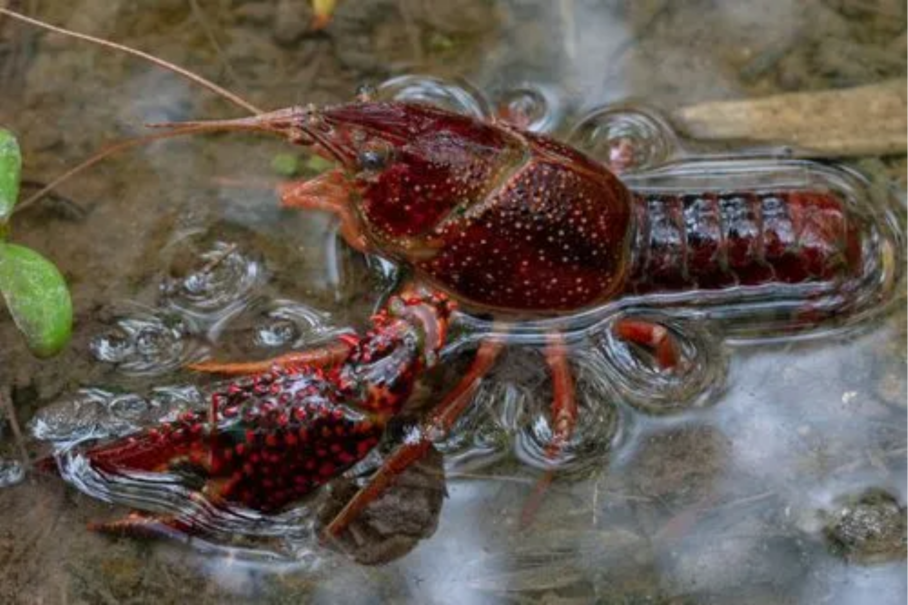 A ameaça silenciosa do lagostim-vermelho na Amazônia e o risco aos ecossistemas