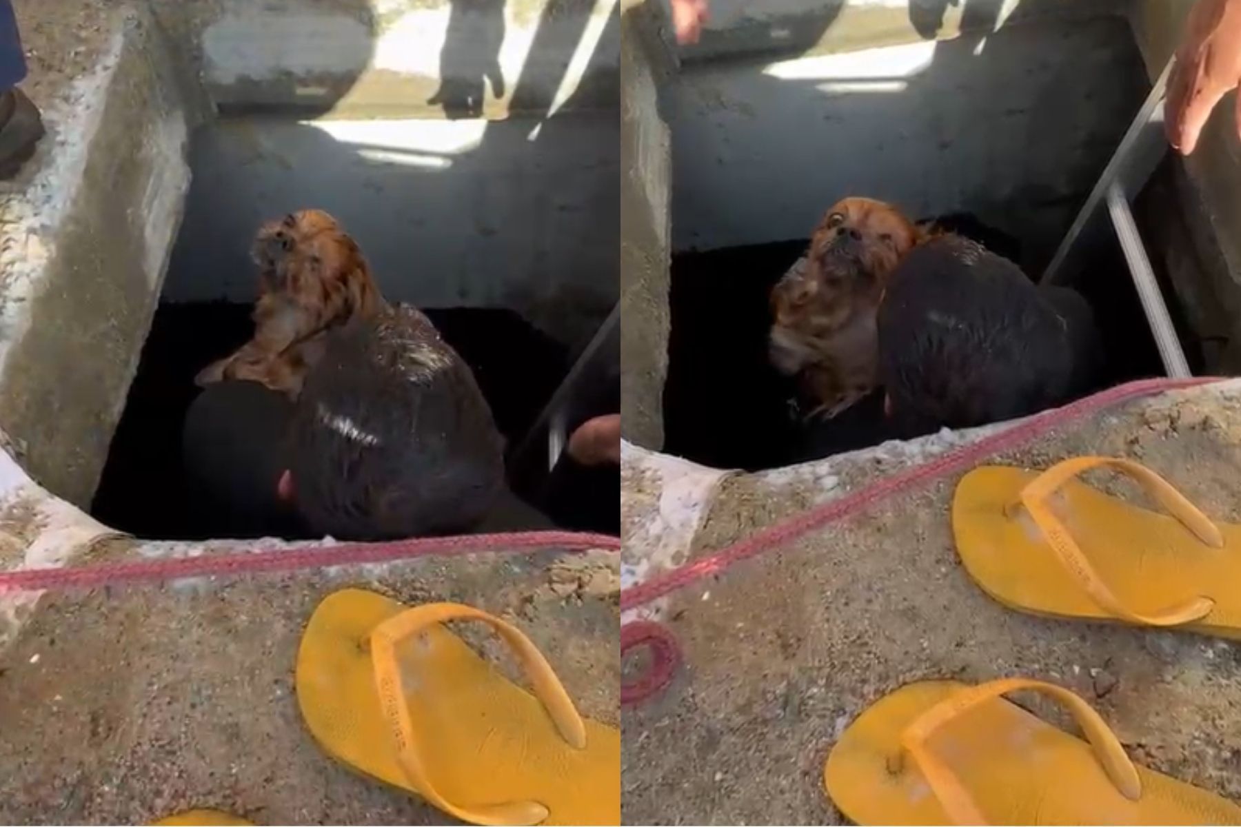 Vídeo: cachorro é resgatado após cair em galeria subterrânea em praia de Balneário Camboriú