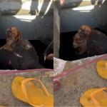 Vídeo: cachorro é resgatado após cair em galeria subterrânea em praia de Balneário Camboriú