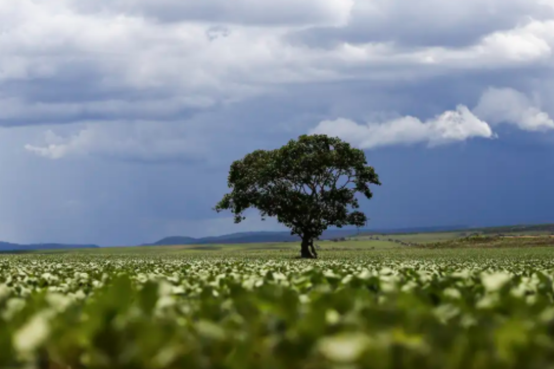Foi plantada em 1825 para alimentar a população: 200 anos depois, tornou-se uma árvore invasora