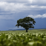 Foi plantada em 1825 para alimentar a população: 200 anos depois, tornou-se uma árvore invasora