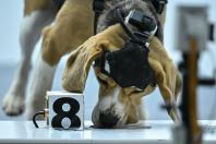 Cães treinados com inteligência artificial podem detectar sinais de câncer pelo cheiro