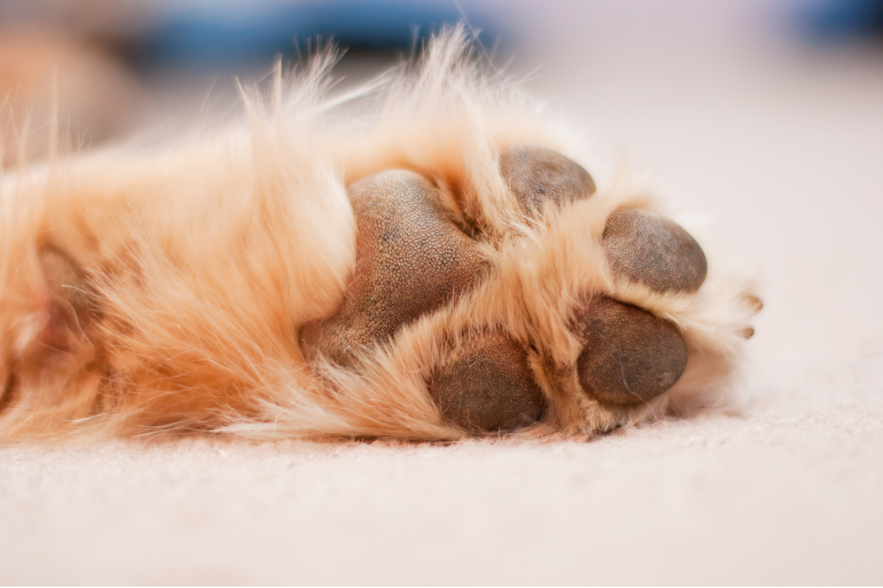Lei em BH define que condenados por maus-tratos a animais paguem por despesas do município