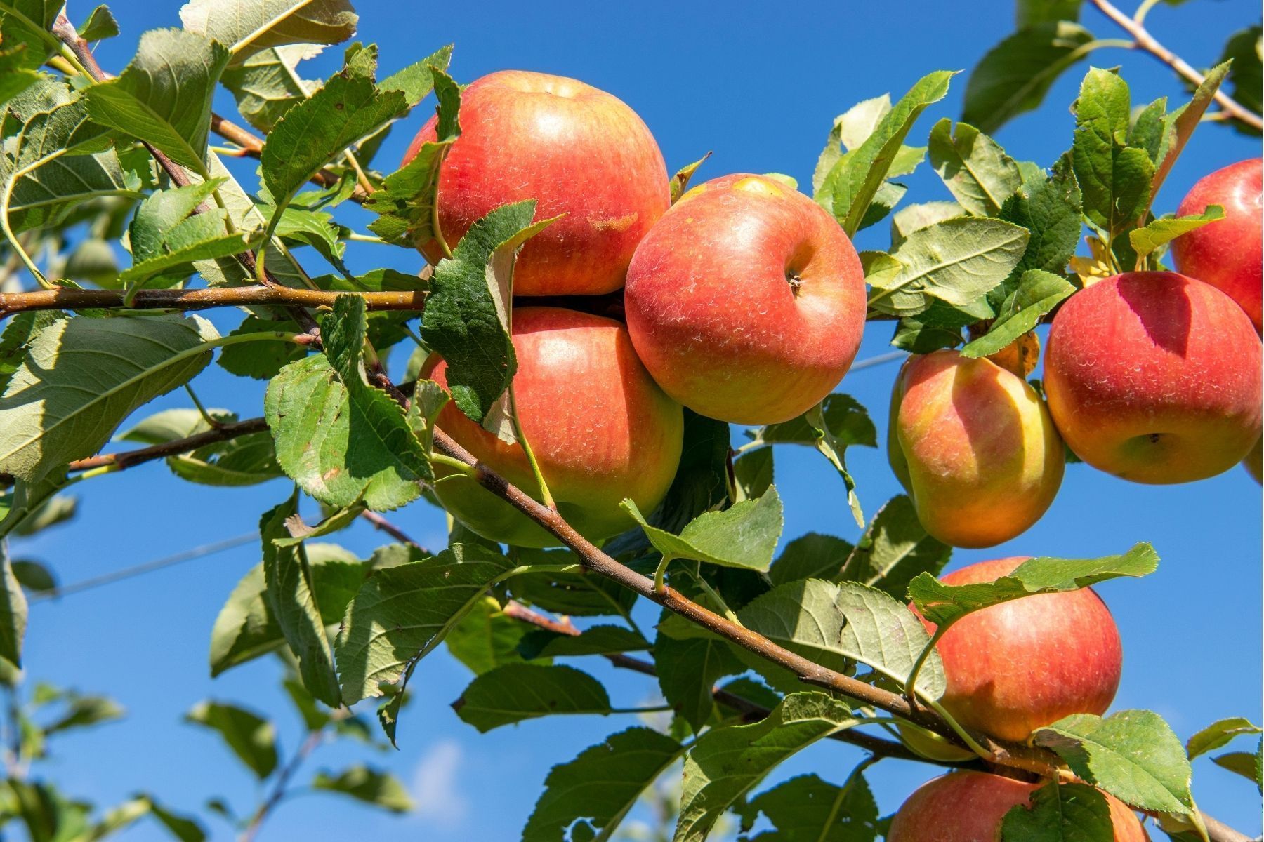 3 árvores frutíferas que devem ser podadas em setembro para melhorar a frutificação