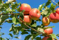 3 árvores frutíferas que devem ser podadas em setembro para melhorar a frutificação